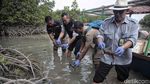 Pelepasan Ribuan Kepiting di Pulau Pari