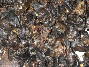 Rica-rica Bekicot, Kuliner Ekstrem yang Kenyal Pedas dari Gunungkidul