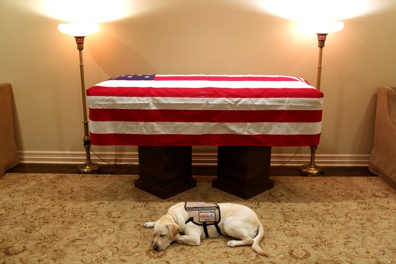 Kisah Sully, Hachiko Milik Mendiang Bush Senior yang Bikin Terenyuh Kisah Sully, Hachiko Milik Mendiang Bush Senior yang Bikin Terenyuh