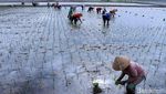 Melihat Proses Tanam Padi di Ciparay Bandung
