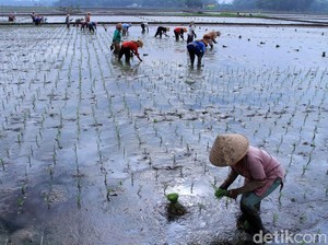 BPN dan BPS Dinilai Perlu Sinkronkan Data Luas Sawah Indonesia