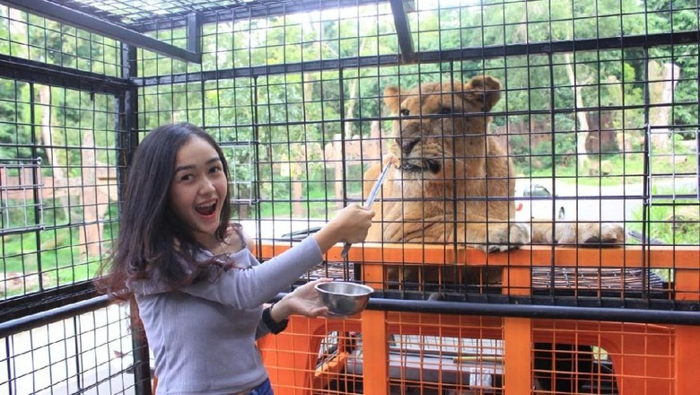 Uji Adrenalin Beri Makan Singa Afrika Di Taman Safari Bogor