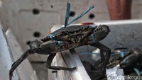 Kepiting-kepiting itu akan kembali dilepasliarkan ke habitat aslinya.