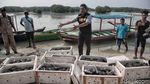Pelepasan Ribuan Kepiting di Pulau Pari