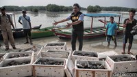 Petugas berhasil mengamankan 19 boks berisi kepiting yang diterbangkan dengan pesawat dari Manokwari menuju Jakarta.