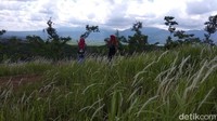 Untuk sampai lokasi dari jalan raya di kawasan Bawen, harus menyusuri jalan setapak. Sebelum sampai lokasi, terlebih dahulu melewati perkebunan kopi yang sejuk (Eko/detikTravel)