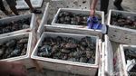 Pelepasan Ribuan Kepiting di Pulau Pari