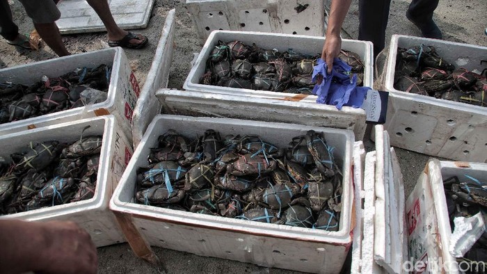 Petugas Pengendalian Mutu dan Keamanan Hasil Perikanan KKP gagalkan penyelundupan 1.215 kepiting. Kini seribuan kepiting itu dilepaskan di Taman Hutan Mangrove Pulau Pari.