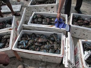 Edhy Prabowo Buka Keran Ekspor Kepiting Bertelur Selama 3 Bulan