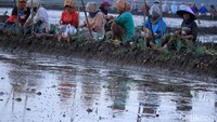 Sebelum terjun ke sawah, para ibu-ibu ini tentunya melakukan saparan terlebih dahulu. Sarapan mereka lakukan secara bersama-sama di pematang sawah.