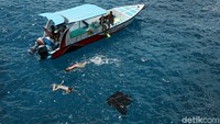 Kalau beruntung, kamu bisa bertemu dengan ikan pari saat snorkeling di Nusa Penida. Ayo segera liburan ke Nusa Penida biar gak suntuk (Agung Pambudhy/detikTravel)
