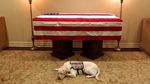 Ini Sully, Hachiko di Dunia Nyata Milik Mendiang Bush Senior