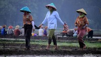 Suasana penanaman padi berlangsung guyup. Senyum dan tawa terdengar di antara suara langkah para petani dalam menanam padi. Beginilah potret kebersamaan para petani.