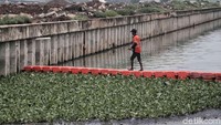 Kepala Satuan Pelaksana UPK Badan Air Jakarta Utara Lambas Sigalingging mengatakan eceng gondok memang memiliki faktor negatif. Meski begitu, eceng gondok diyakini bisa menjadi penjernih air.