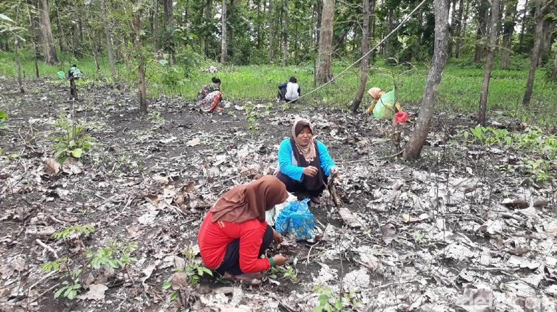 Serunya Emak-emak di Bojonegoro Berburu Kepompong Ulat untuk Lauk Serunya Emak-emak di Bojonegoro Berburu Kepompong Ulat untuk Lauk
