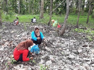 Serunya Emak-emak di Bojonegoro Berburu Kepompong Ulat untuk Lauk