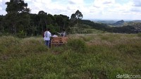 Padang ilalang hijau membentang indah di atas perbukitan yang cantik (Eko/detikTravel)