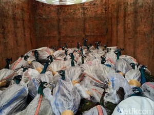 Misteri Penyelundupan 92 Merak di Vila Mewah Bogor