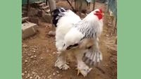 76+ Gambar Ayam Ukuran Besar 76+ Gambar Ayam Ukuran Besar