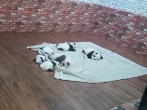 Dijamin Gemas! Melihat Panda di Chengdu, Tiongkok