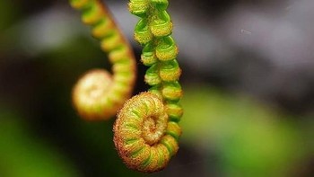 Dia mengandalkan Galaxy Note 9 dibantu dengan lensa makro yang hargnya cuma Rp 90 ribu di toko online. Foto: instagram.com/thejapra/