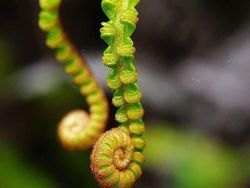 Deretan Foto Makro dari Ponsel yang Bikin Terpana