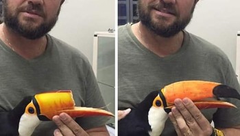 Paruh burung ini patah, namun berkat teknologi print 3D pria ini mampu membuat sambungan paruh. (Foto: Brightside)