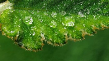 Adalah The Japra, Instagramer ini membuat foto makro dari ponselnya. Foto: instagram.com/thejapra/