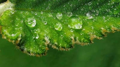 Deretan Foto Makro dari Ponsel yang Bikin Terpana