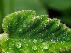 Deretan Foto Makro dari Ponsel yang Bikin Terpana