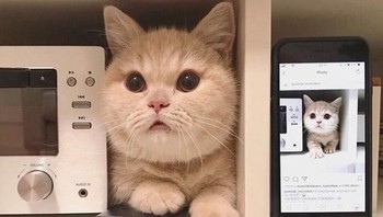 Si kucing yang sudah dewasa tetap di tempat favoritnya meski sudah kesempitan. (Foto: Brightside)