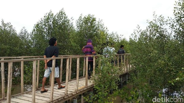 Nelayan Karawang Tanam Mangrove Langka di Pantai Pasir Putih