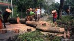 Pohon Tumbang di Panglima Polim Dievakuasi