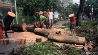 Pohon yang tumbang itu sempat menutup Jalan Panglima Polim V.