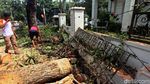 Pohon Tumbang di Panglima Polim Dievakuasi