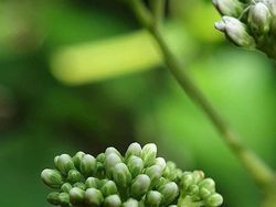 Deretan Foto Makro dari Ponsel yang Bikin Terpana