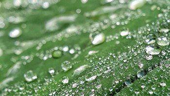 Pasalnya saat itu tanaman banyak yang masih berembun. Sehingga akan menarik untuk difoto.  Foto: instagram.com/thejapra/