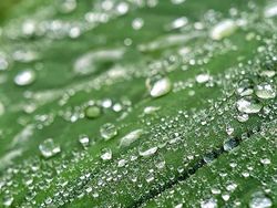 Deretan Foto Makro dari Ponsel yang Bikin Terpana