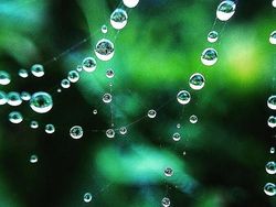 Deretan Foto Makro dari Ponsel yang Bikin Terpana