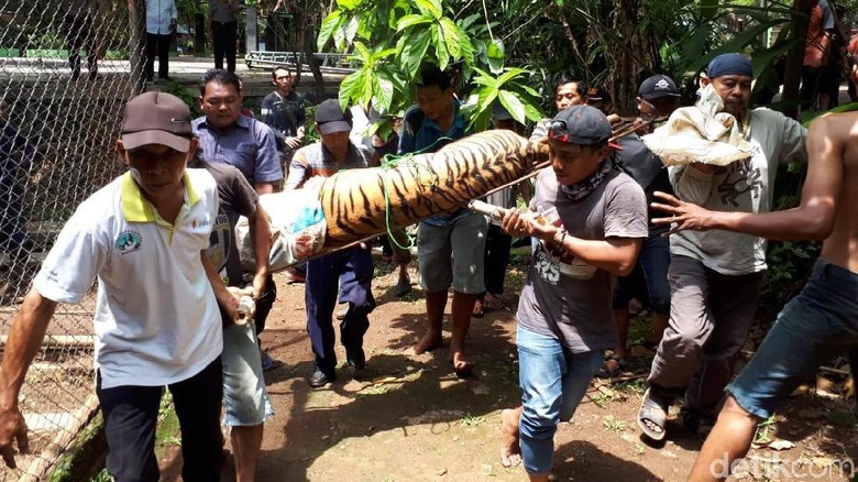 Ngeri! 2 Harimau di Kebun Binatang Semarang Lepas dari Kandang Ngeri! 2 Harimau di Kebun Binatang Semarang Lepas dari Kandang