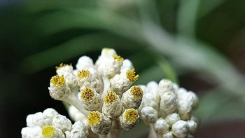Japra mengaku sering menggunakan mode manual di ponsel, sehingga bisa mengatur iso, fokus, aperture dan white balance. Foto: instagram.com/thejapra/
