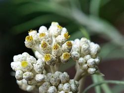 Deretan Foto Makro dari Ponsel yang Bikin Terpana