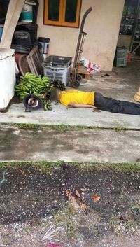 Duh, Pria Ini Dibunuh Usai Curi Dua Tandan Pisang Mentah!