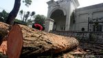 Pohon Tumbang di Panglima Polim Dievakuasi