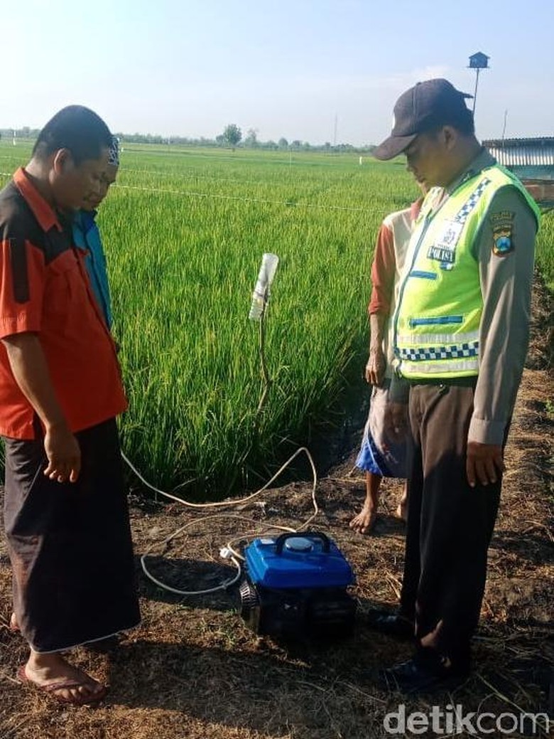 Petani Lamongan Tewas Kesetrum Jebakan Tikus yang Dipasang di Sawah Petani Lamongan Tewas Kesetrum Jebakan Tikus yang Dipasang di Sawah