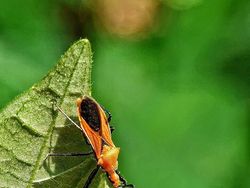 Deretan Foto Makro dari Ponsel yang Bikin Terpana