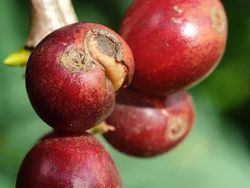 Deretan Foto Makro dari Ponsel yang Bikin Terpana