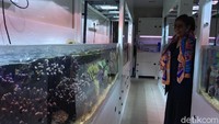 Di sana, Susi melihat dan mempelajari pusat ilmiah ini sebagai referensi pembangunan Pangandaran Integrated Aquarium and Marine Research Institute (PIAMARI) dan dan Morotai Integrated Aquarium and Marine Research Institute (MIAMARI) yang akan selesai pembangunannya dalam waktu dekat.