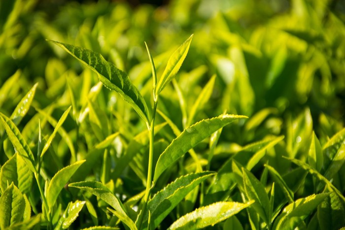 Foto: Istock Foto: Istock