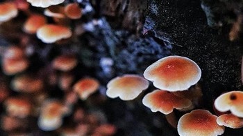 Lightroom CC dan Snapseed menjadi dua aplikasi andalannya untuk mengedit foto. Foto: instagram.com/thejapra/